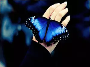 Motyl, Ręka, Niebieski