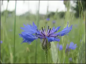 Chaber, Łąka, Niebieski, Kwiat