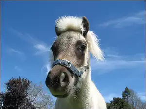 Mały, Pony