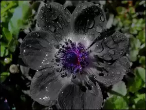 Czarny, Wody, Kwiat, Krople