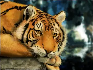 Smutny, Tygrys