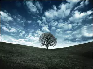 Chmury, Pole, Drzewo