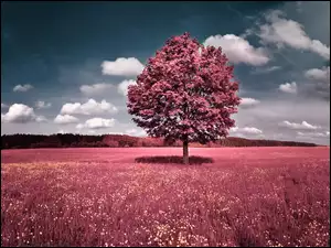 Drzewo, Łąka, Kwiaty