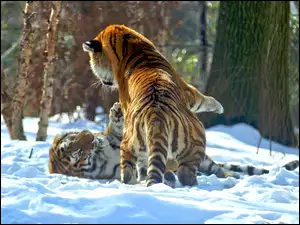 Walczące, Tygrysy