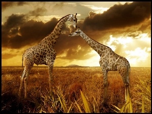 Dwie, Safari, Żyrafy, Chmury