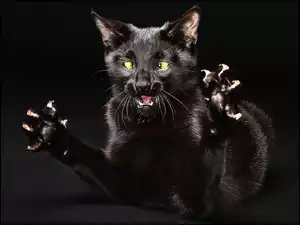 Kotek, Wściekły, Czarny
