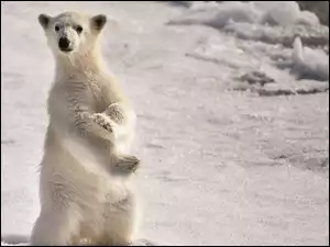 Śnieg, Niedźwiedź, Polarny