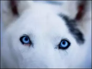 Oczy, Pies, Niebieskie