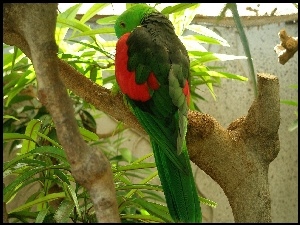 Papuga, Czerwono, Zielona