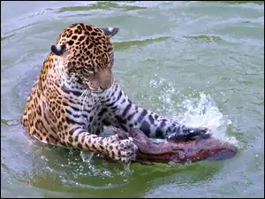 Jaguar, Woda, Drzewo