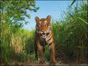 Tygrys, Kaziranga