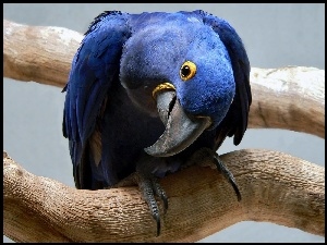 Niebieska, Papuga