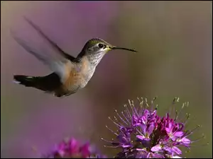 Koliberek, Kwiat
