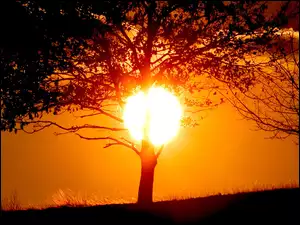 Słońca, Drzewo, Zachód