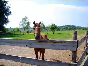 Koń, Ogrodzenie
