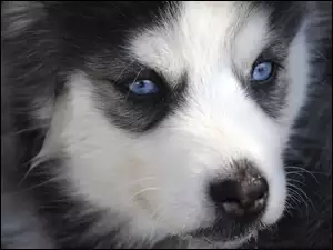 Siberian Husky, Oczy, Szczeniak, Niebieskie