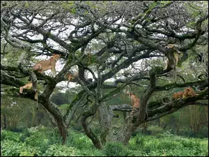 Kenia, Lwy, Drzewo