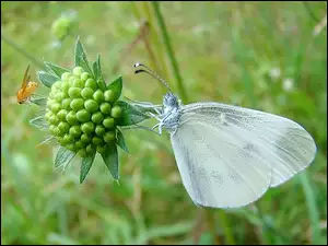 Biały, Motyl