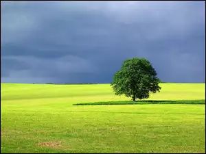 Niebo, Drzewo, Trawa