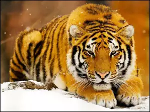 Tygrys, Śnieg