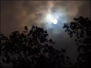 Drzewa, Noc, Księżyc
