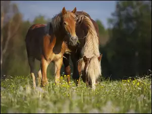 Konie, Polana