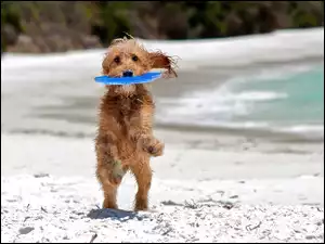 Plaża, Pies, Skok