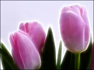 3D, Różowe, Tulipany