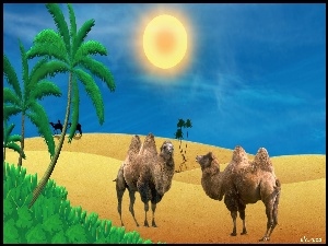 Wielbłądy, Pustynia, Palmy