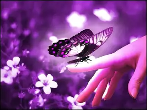 Kwiaty, Motyl, Dłoń