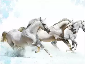 Trzy, Galop, Białe, Konie