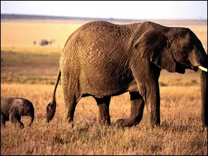ogon, słonie, trąba, słoniątko, kły