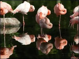Ptaki, Flamingi