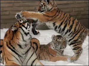 Śnieg, Trzy, Tygrysy