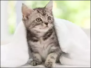 Kot, Ręcznik