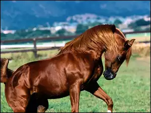 Koń, Piękny, Brązowy