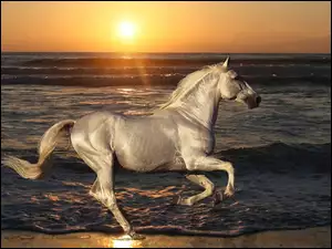 Koń, Słońca, Woda, Zachód