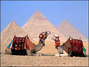 Wielbłądy, Piramidy