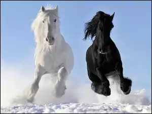 Śnieg, Dwa, Konie