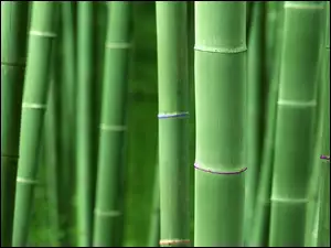 Łodygi, Bambusa