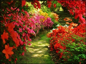Lato, Ogród, Kwiaty