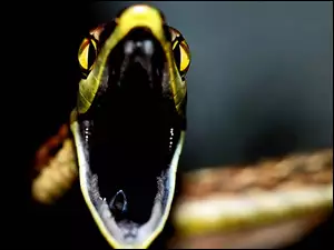 Atak, Wąż, Oczy