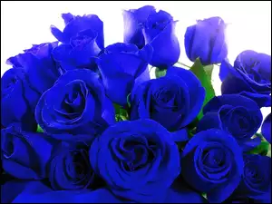 Niebieskie, Róże