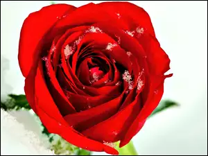 Róża, Śnieg