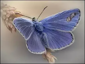 Kłos, Niebieski, Motyl