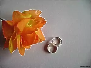 Obrączki, Pomarańczowa, Róża