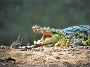 Piasek, Krokodyl, Ptak