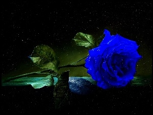 Niebieska, Kwiaty, Róża