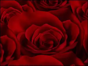 Tekstura, Czerwone, Róże