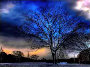 Niebo, Drzewo, Noc